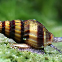 Lumaca killer (Anentome helena)