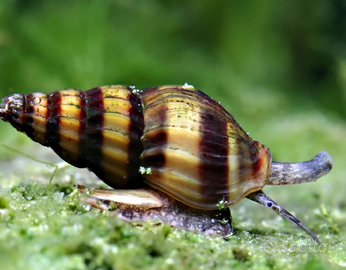 Lumaca killer (Anentome helena)