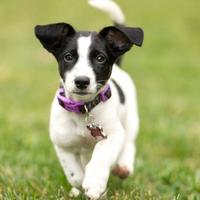 Cucciolo jack russel