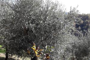 Uliveto