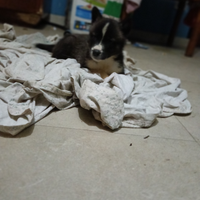 Cagnolini pastore siberiano