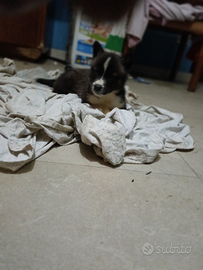 Cagnolini pastore siberiano