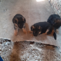 Cuccioli pastore tedesco