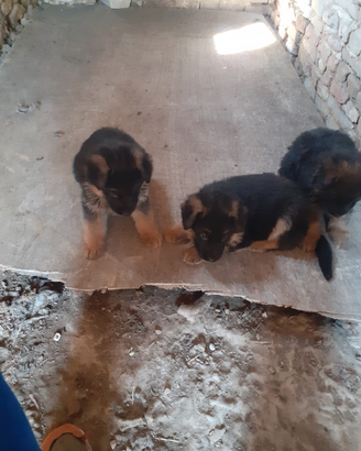 Cuccioli pastore tedesco