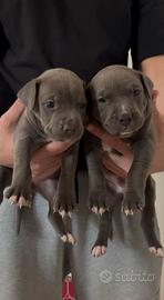 Pitbull blue nose occhi azzurri