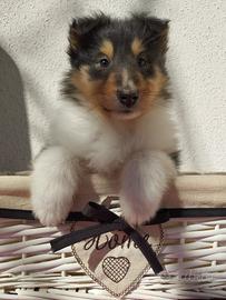 Pastore scozzese collie