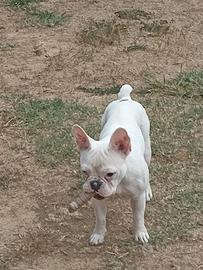 Bulldog francesi