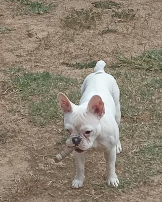 Bulldog francesi