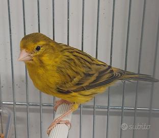 Canarini varie razze