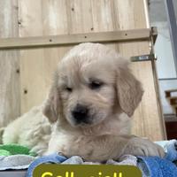 Cuccioli di Golden retriever linea inglese