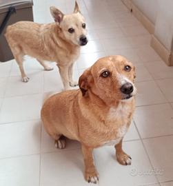 Cagnolini taglia piccola