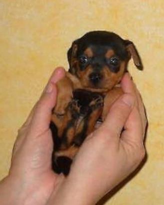 Pincher miniatura toy maschio