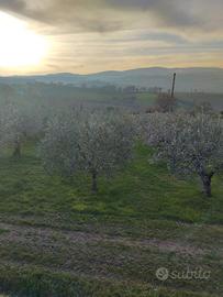 Oliveto e Vigneto zona Giano dell'Umbria