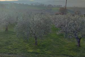 Oliveto e Vigneto zona Giano dell'Umbria