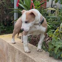 Pitbull pedigree