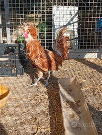 Gallo padovano ciuffato