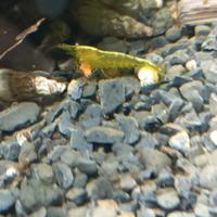 Caridine Yellow neon