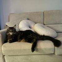 Maine Coon maschio per accoppiamento