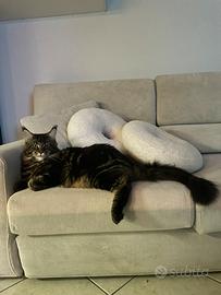 Maine Coon maschio per accoppiamento