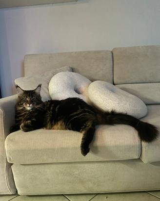 Maine Coon maschio per accoppiamento