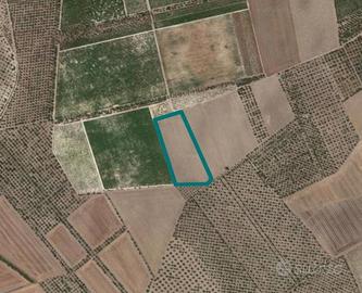 Immobile in asta di 25280 m² a Cerignola