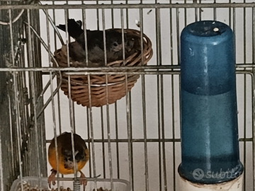 Cardinalino e lucherini