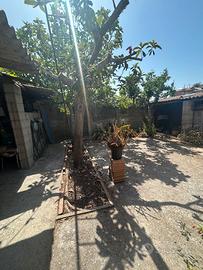 Casa campidanese con cortile