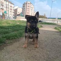Cucciola pastore tedesco