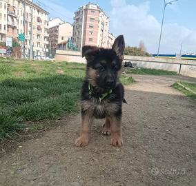 Cucciola pastore tedesco