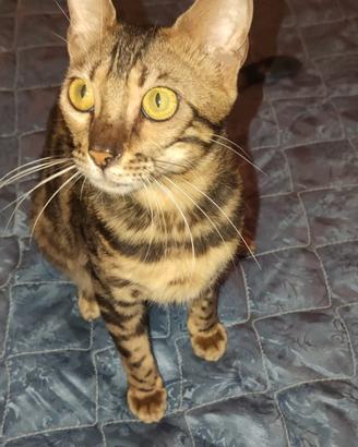 Gatto Bengala femmina dolcissima