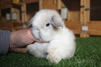 Coniglio nano minilop