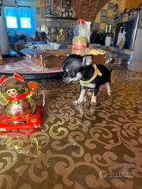 Cuccioli di Ciwawa toy