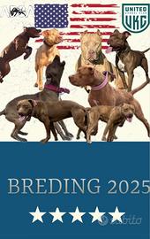 Cuccioli diamerican pit bull terrier