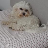 Maltese femmina