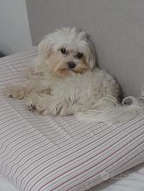 Maltese femmina