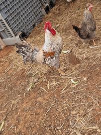 Legbar e Australorp