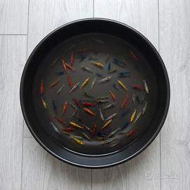 12x Neocaridina Selezionate Colori Acquario Lago