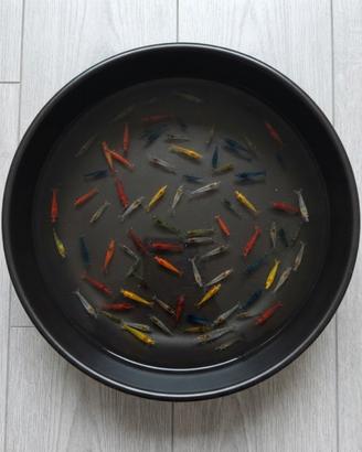 12x Neocaridina Selezionate Colori Acquario Lago