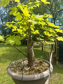 Bonsai