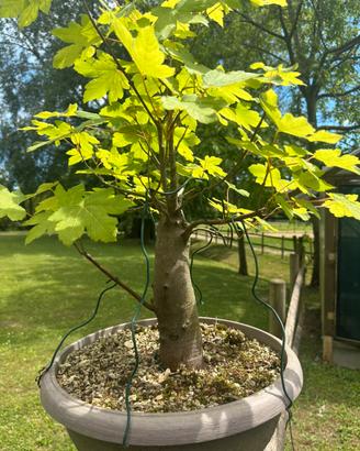 Bonsai