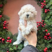 Maltipoo toy