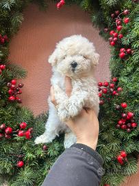 Maltipoo toy