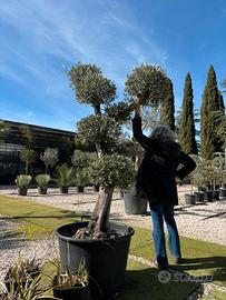 Pianta olivo pon pon altezza 210/230 cm