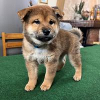 Cuccioli di shiba inu con pedigree enci