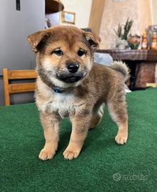Cuccioli di shiba inu con pedigree enci