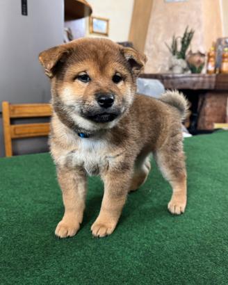 Cuccioli di shiba inu con pedigree enci