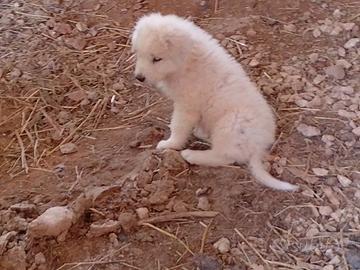 Pastore maremmano abruzzese