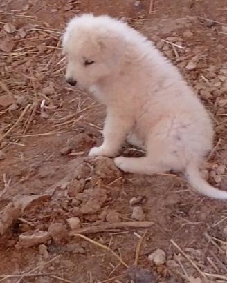Pastore maremmano abruzzese