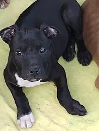 Cucciola American pit bull terrier