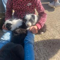 Border collie maschio con pedigree